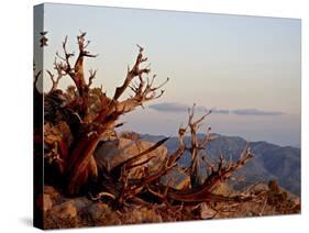 Juniper at Sunset at Keys View, Joshua Tree National Park, California-James Hager-Stretched Canvas