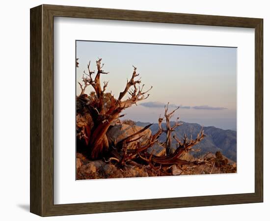 Juniper at Sunset at Keys View, Joshua Tree National Park, California-James Hager-Framed Photographic Print