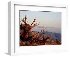 Juniper at Sunset at Keys View, Joshua Tree National Park, California-James Hager-Framed Photographic Print