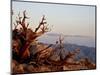 Juniper at Sunset at Keys View, Joshua Tree National Park, California-James Hager-Mounted Photographic Print