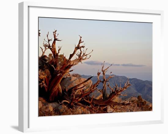 Juniper at Sunset at Keys View, Joshua Tree National Park, California-James Hager-Framed Photographic Print