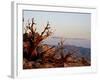 Juniper at Sunset at Keys View, Joshua Tree National Park, California-James Hager-Framed Photographic Print