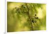 Juniper (Juniperus communis) branch with blue berries-Paivi Vikstrom-Framed Photographic Print