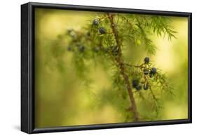 Juniper (Juniperus communis) branch with blue berries-Paivi Vikstrom-Framed Photographic Print