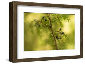 Juniper (Juniperus communis) branch with blue berries-Paivi Vikstrom-Framed Photographic Print