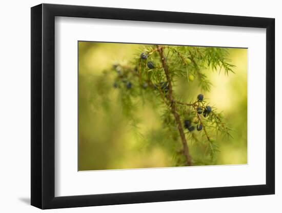 Juniper (Juniperus communis) branch with blue berries-Paivi Vikstrom-Framed Photographic Print