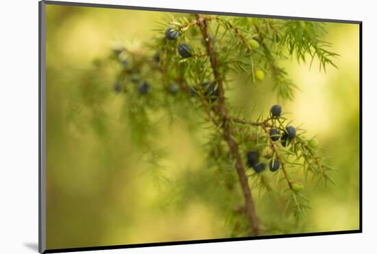Juniper (Juniperus communis) branch with blue berries-Paivi Vikstrom-Mounted Photographic Print