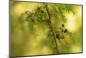 Juniper (Juniperus communis) branch with blue berries-Paivi Vikstrom-Mounted Photographic Print