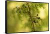 Juniper (Juniperus communis) branch with blue berries-Paivi Vikstrom-Framed Stretched Canvas