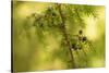 Juniper (Juniperus communis) branch with blue berries-Paivi Vikstrom-Stretched Canvas