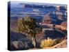 Juniper on Rim of Colorado River Canyon at Deadhorse Point, Deadhorse Point State Park, Utah, USA-Scott T. Smith-Stretched Canvas