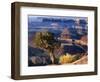 Juniper on Rim of Colorado River Canyon at Deadhorse Point, Deadhorse Point State Park, Utah, USA-Scott T. Smith-Framed Photographic Print