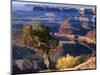 Juniper on Rim of Colorado River Canyon at Deadhorse Point, Deadhorse Point State Park, Utah, USA-Scott T. Smith-Mounted Photographic Print