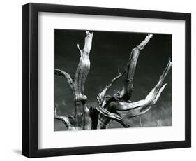 Juniper Tree, c. 1970-Brett Weston-Framed Photographic Print