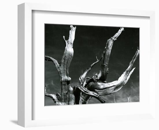 Juniper Tree, c. 1970-Brett Weston-Framed Photographic Print