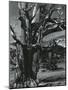 Juniper Tree, c. 1970-Brett Weston-Mounted Photographic Print