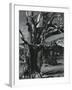 Juniper Tree, c. 1970-Brett Weston-Framed Photographic Print
