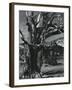 Juniper Tree, c. 1970-Brett Weston-Framed Photographic Print