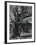 Juniper Tree, c. 1970-Brett Weston-Framed Photographic Print