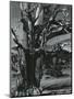 Juniper Tree, c. 1970-Brett Weston-Mounted Premium Photographic Print