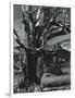 Juniper Tree, c. 1970-Brett Weston-Framed Photographic Print