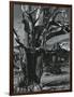 Juniper Tree, c. 1970-Brett Weston-Framed Photographic Print