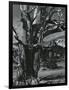 Juniper Tree, c. 1970-Brett Weston-Framed Photographic Print