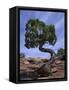 Juniper Tree with Curved Trunk, Canyonlands National Park, Utah, USA-Jean Brooks-Framed Stretched Canvas