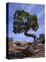 Juniper Tree with Curved Trunk, Canyonlands National Park, Utah, USA-Jean Brooks-Stretched Canvas