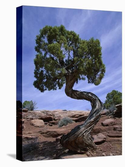 Juniper Tree with Curved Trunk, Canyonlands National Park, Utah, USA-Jean Brooks-Stretched Canvas