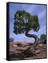 Juniper Tree with Curved Trunk, Canyonlands National Park, Utah, USA-Jean Brooks-Framed Stretched Canvas