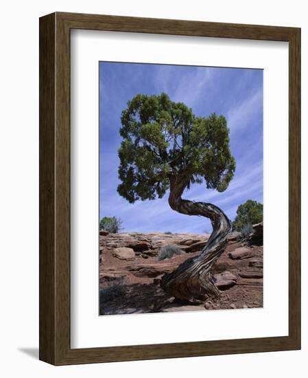 Juniper Tree with Curved Trunk, Canyonlands National Park, Utah, USA-Jean Brooks-Framed Photographic Print