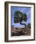 Juniper Tree with Curved Trunk, Canyonlands National Park, Utah, USA-Jean Brooks-Framed Photographic Print