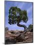 Juniper Tree with Curved Trunk, Canyonlands National Park, Utah, USA-Jean Brooks-Mounted Photographic Print