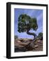 Juniper Tree with Curved Trunk, Canyonlands National Park, Utah, USA-Jean Brooks-Framed Photographic Print