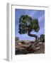 Juniper Tree with Curved Trunk, Canyonlands National Park, Utah, USA-Jean Brooks-Framed Photographic Print