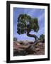 Juniper Tree with Curved Trunk, Canyonlands National Park, Utah, USA-Jean Brooks-Framed Photographic Print