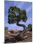 Juniper Tree with Curved Trunk, Canyonlands National Park, Utah, USA-Jean Brooks-Mounted Photographic Print