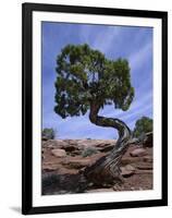 Juniper Tree with Curved Trunk, Canyonlands National Park, Utah, USA-Jean Brooks-Framed Photographic Print