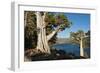 Juniper Trees Above Echo Lake, Sierra Nevada Mountains-Howie Garber-Framed Photographic Print