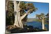 Juniper Trees Above Echo Lake, Sierra Nevada Mountains-Howie Garber-Mounted Photographic Print