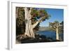 Juniper Trees Above Echo Lake, Sierra Nevada Mountains-Howie Garber-Framed Photographic Print