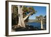 Juniper Trees Above Echo Lake, Sierra Nevada Mountains-Howie Garber-Framed Photographic Print