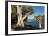 Juniper Trees Above Echo Lake, Sierra Nevada Mountains-Howie Garber-Framed Photographic Print