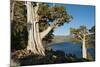 Juniper Trees Above Echo Lake, Sierra Nevada Mountains-Howie Garber-Mounted Photographic Print