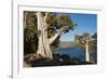 Juniper Trees Above Echo Lake, Sierra Nevada Mountains-Howie Garber-Framed Photographic Print