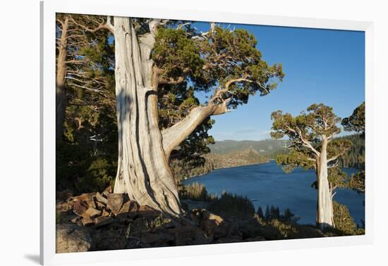 Juniper Trees Above Echo Lake, Sierra Nevada Mountains-Howie Garber-Framed Photographic Print