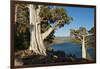 Juniper Trees Above Echo Lake, Sierra Nevada Mountains-Howie Garber-Framed Photographic Print