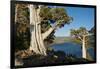 Juniper Trees Above Echo Lake, Sierra Nevada Mountains-Howie Garber-Framed Photographic Print