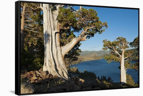 Juniper Trees Above Echo Lake, Sierra Nevada Mountains-Howie Garber-Framed Stretched Canvas